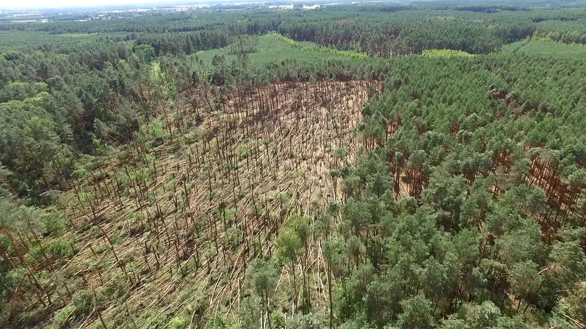 Trąba powietrzna na Podkarpaciu. Lasy Państwowe opublikowały nagranie spod Leżajska [WIDEO] - Zdjęcie główne