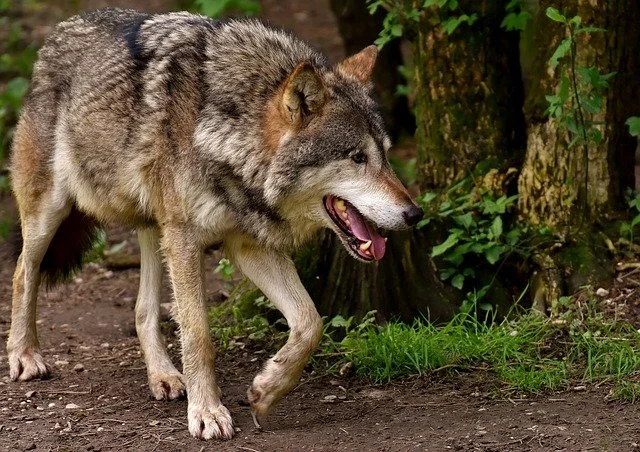 Legenda o przyjaźni wilków z człowiekiem - Zdjęcie główne