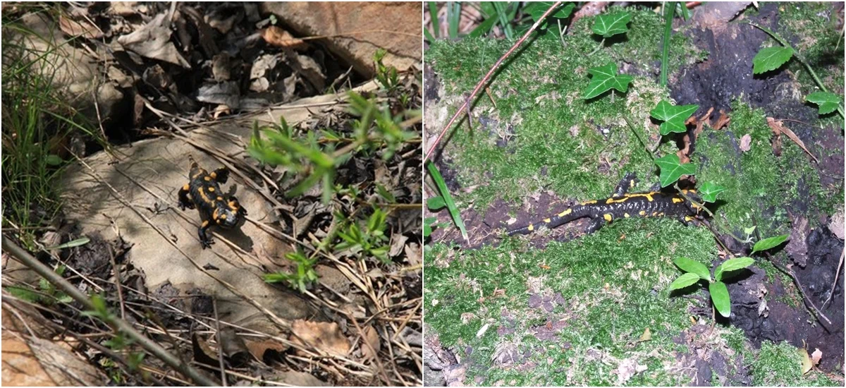 Podczas wędrówek po bieszczadzkich szlakach można spotkać salamandry plamiste. Dotykanie tego płaza może być niebezpieczne - Zdjęcie główne