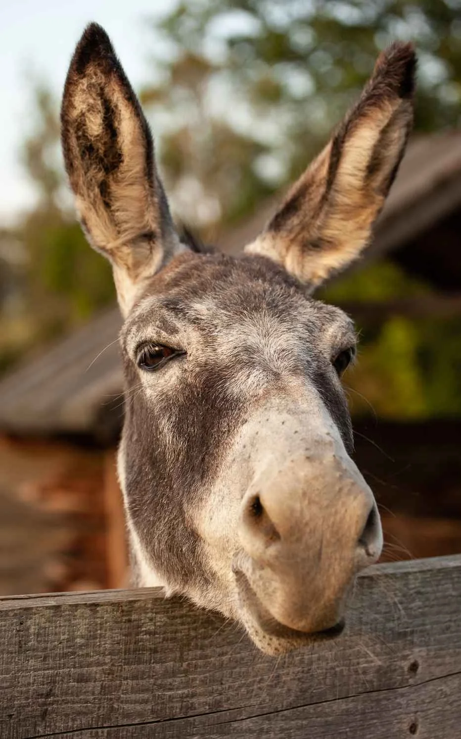 Wiejskie zoo w Berezce. Atrakcja dla najmłodszych - Zdjęcie główne