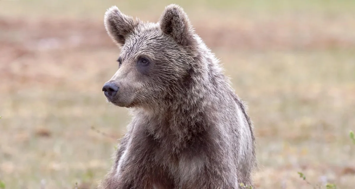 Bieszczady. Niedźwiedzie coraz aktywniejsze w pobliżu zabudowań mieszkalnych. W ostatnich dniach widziano je w Olchowcu i Bukowcu - Zdjęcie główne