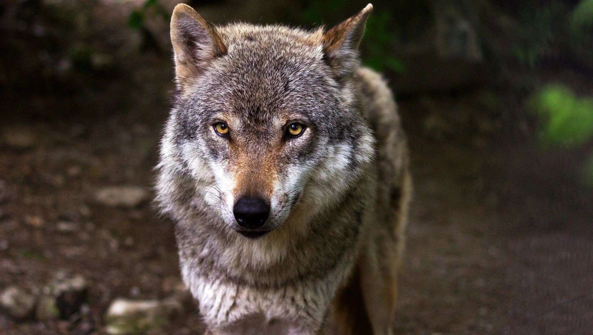 Bieszczady: Znaleziono zwłoki młodej wilczycy. Prawdopodobnie była ofiarą nielegalnych polowań - Zdjęcie główne