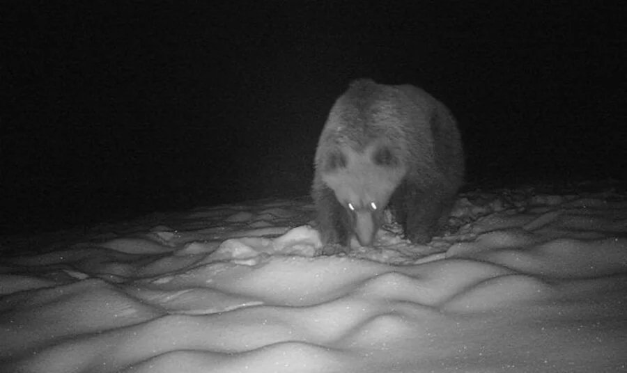 Niedźwiedzie w Bieszczadach jeszcze nie śpią. Leśnicy opublikowali zdjęcia - Zdjęcie główne
