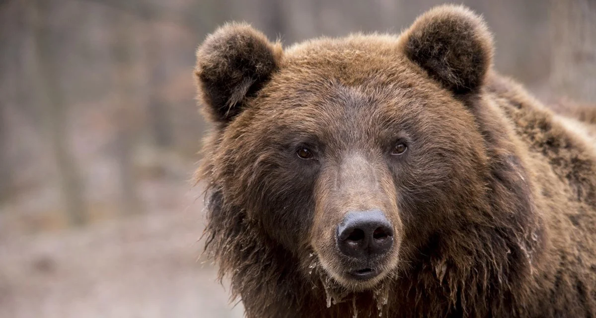 Turystki podczas spaceru w okolicy Żukowa, niedaleko Ustrzyk Dolnych spotkały niedźwiedzia. Całe zdarzenie nagrało się - Zdjęcie główne