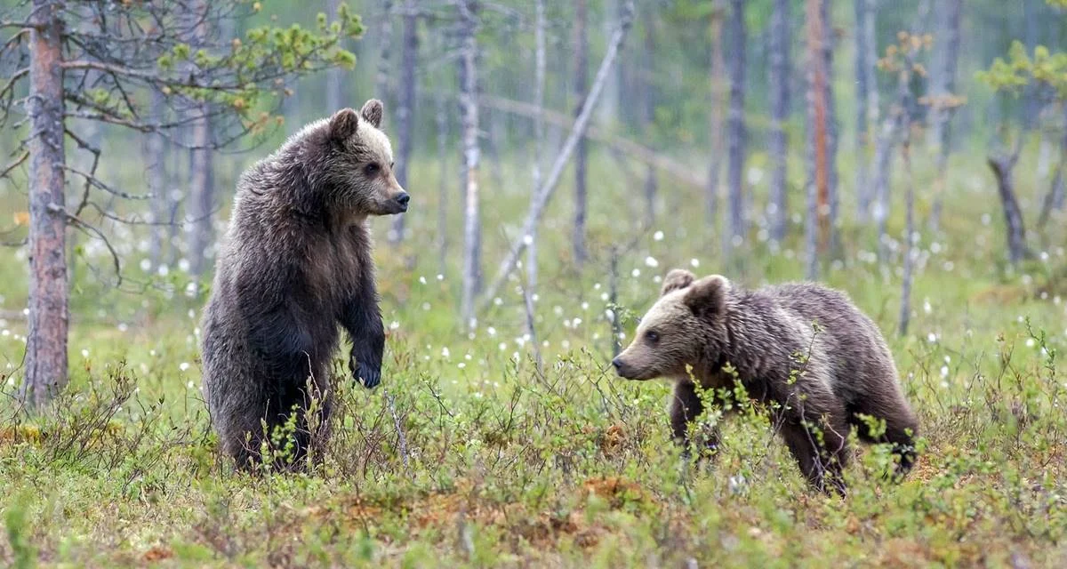 W gminie Czarna niedźwiedzie niszczą pasieki i podchodzą blisko zabudowań. Wójt wydał komunikat - Zdjęcie główne
