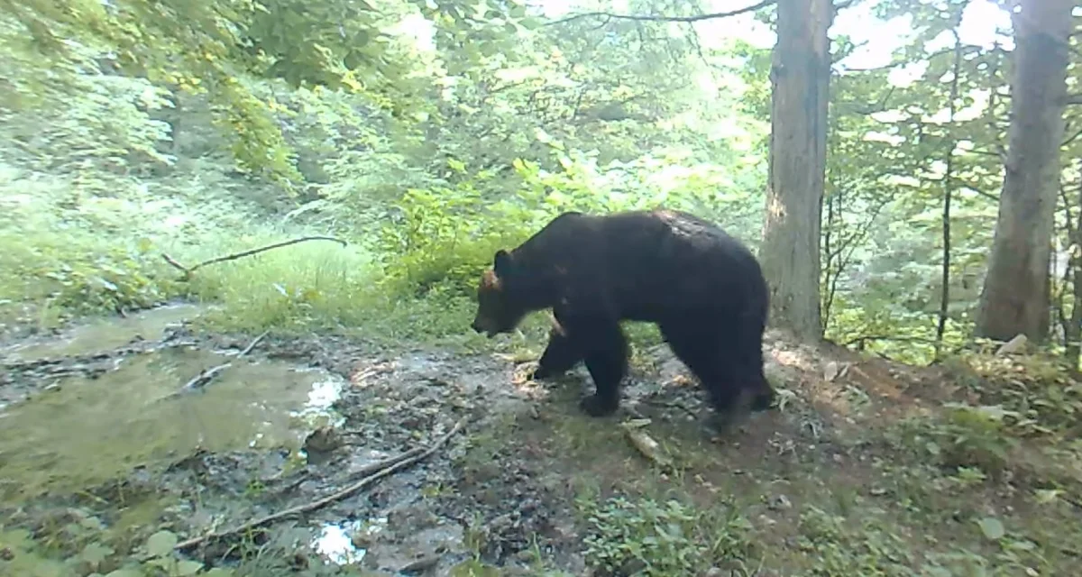 Niedźwiedź bieszczadzkiego lasu wie, jak radzić sobie z upałem. Zobaczcie nagranie - Zdjęcie główne