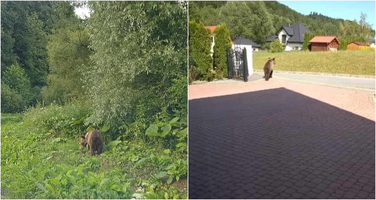 Dwukrotnie odłowiona niedźwiedzica ponownie była widziana na terenie gminy Solina. Wójt wydał komunikat! - Zdjęcie główne