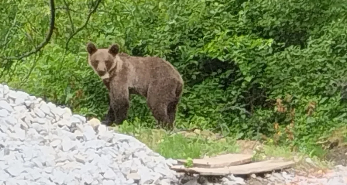 Niedźwiedzica, którą uśpiono i wywieziono w Bieszczady ponownie wyszła z lasu. Tym razem spotkano ją w okolicach sanockiego skansenu - Zdjęcie główne
