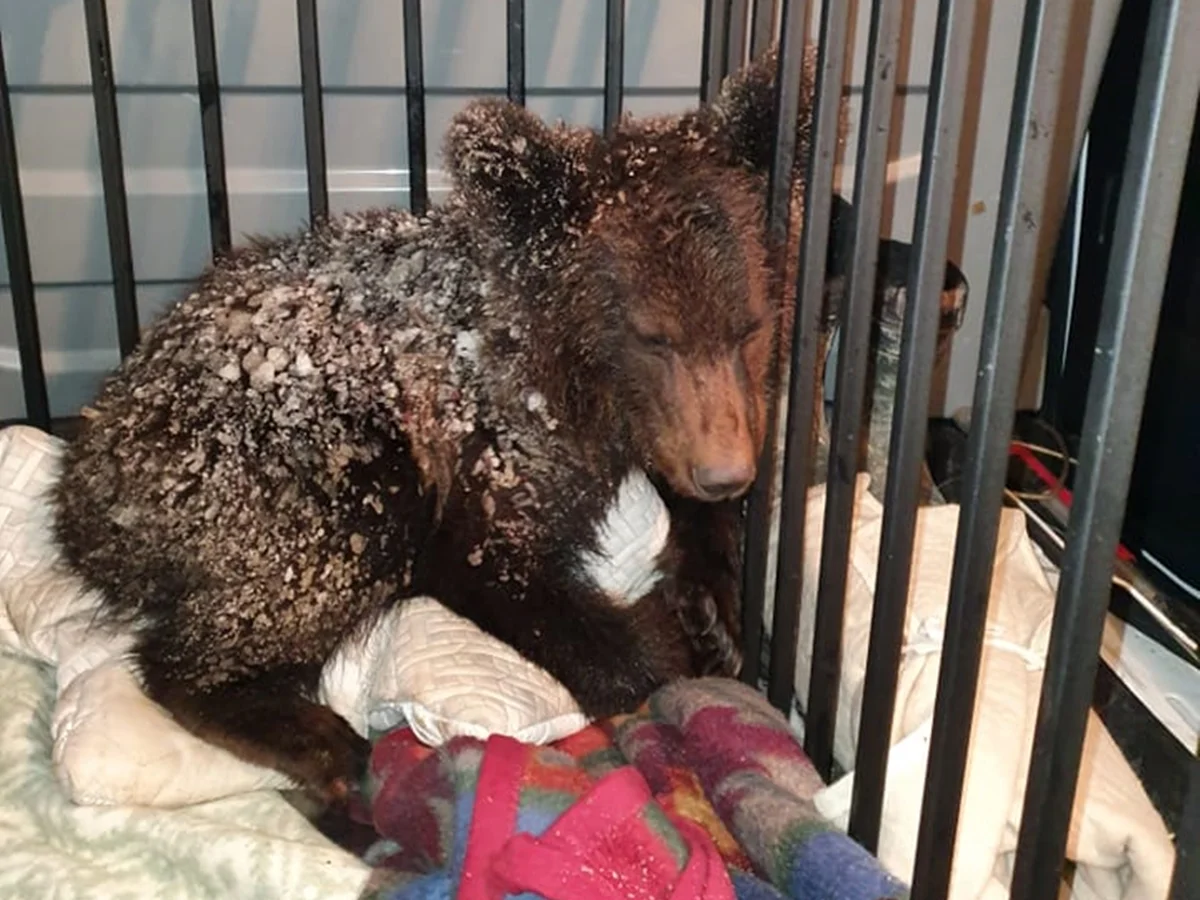 Niedźwiadek Ada znaleziony w Teleśnicy wciąż jest w złym stanie. "Rozważamy dwa scenariusze" - Zdjęcie główne