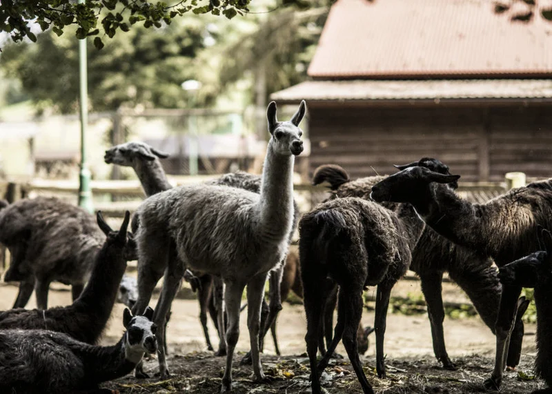 Mini Zoo w Myczkowcach - Zdjęcie główne