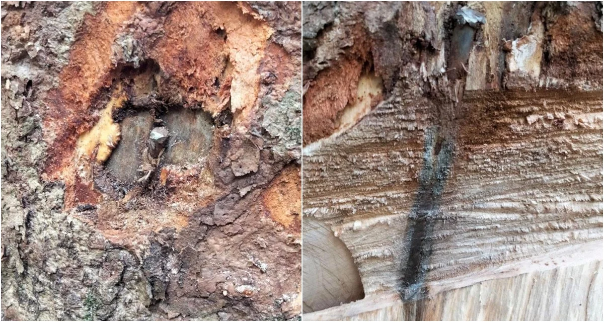 Kolejny akt ekoterroru w Bieszczadach. W okolicach Smereka, w drzewa powbijano gwoździe - Zdjęcie główne