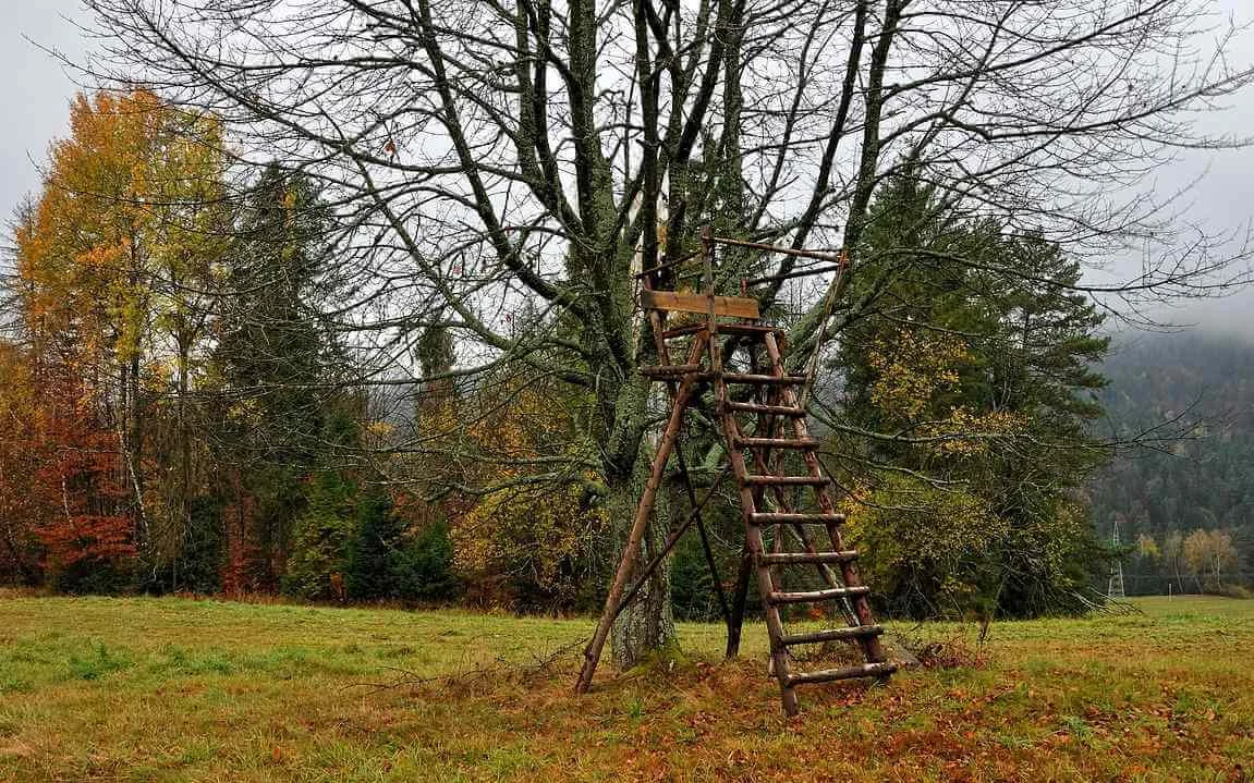 Wilcze opowieści cz. 5. Polowanie. - Zdjęcie główne