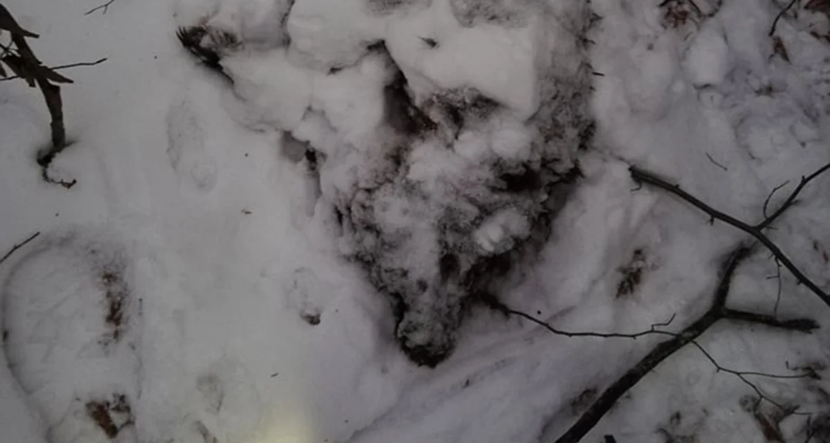 W Bieszczadach znaleziono martwego, skrajnie wychudzonego niedźwiadka - Zdjęcie główne