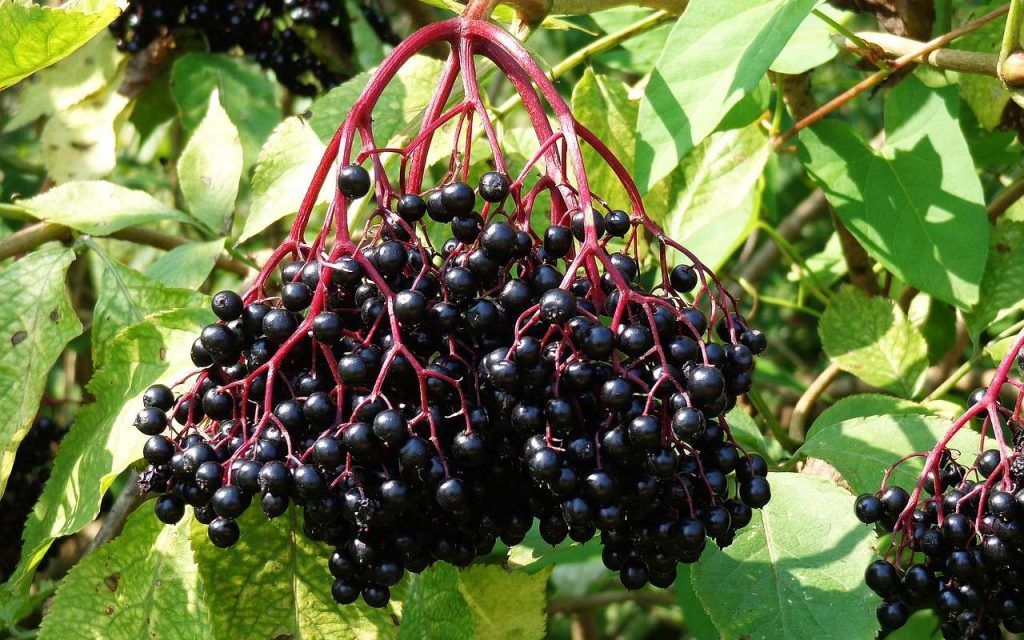 Dziki bez