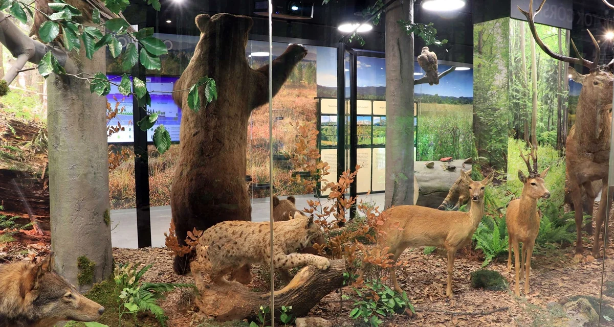 Od dzisiaj można zwiedzieć Muzeum Przyrodnicze Bieszczadzkiego Parku Narodowego w Ustrzykach Dolnych [ZDJĘCIA] - Zdjęcie główne