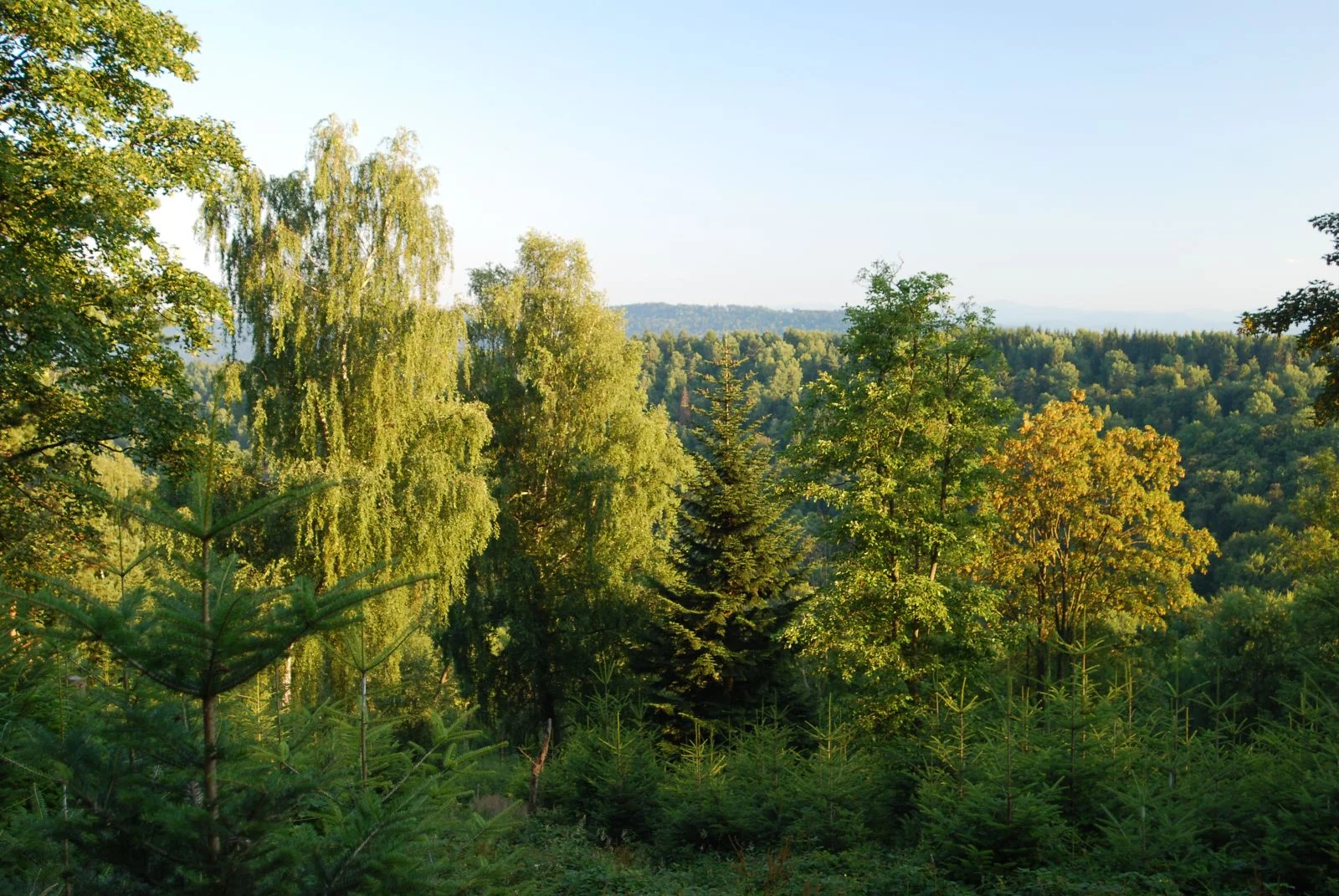 Nadleśnictwo Ustrzyki Dolne. Atrakcje przyrodnicze, zabytki, pomniki przyrody - Zdjęcie główne