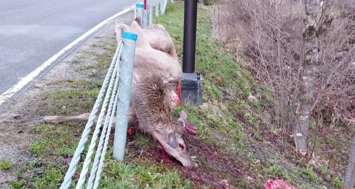 Kolejny atak wilków w Bieszczadach. Zwierzęta zagryzły jelenia w centrum wsi - Zdjęcie główne