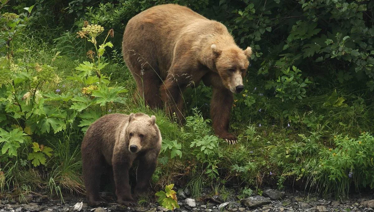 Niedźwiedzica z niedźwiadkami wybrała się na wiosenny spacer. "Ale cudowna rodzinka" [FILM] - Zdjęcie główne