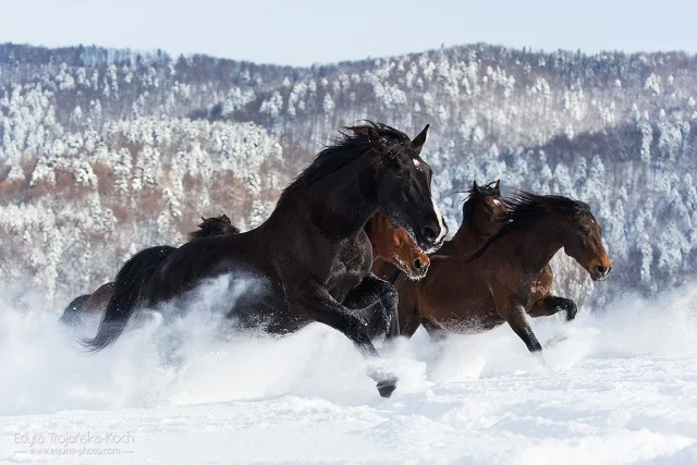 Konie w Bieszczadach. Ośrodek „POŁONINY” - Zdjęcie główne