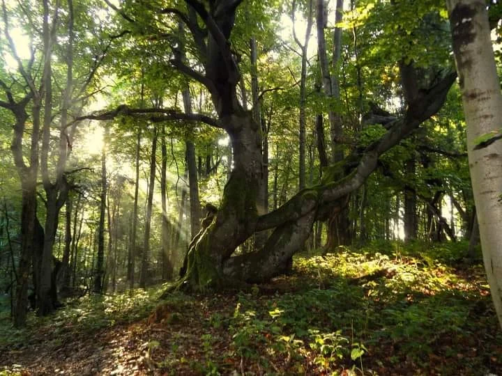 Bieszczadzkie buki na liście UNESCO - Zdjęcie główne