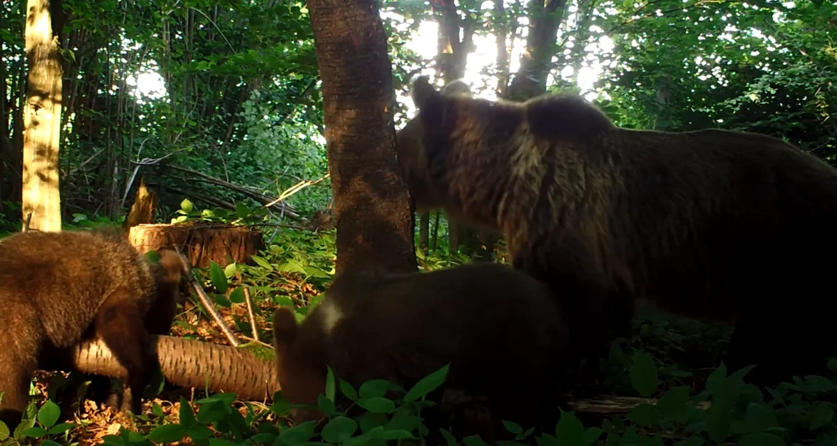 Bieszczadzkie niedźwiedzie objadają się czereśniami. Zobacz film Nadleśnictwa Baligród - Zdjęcie główne