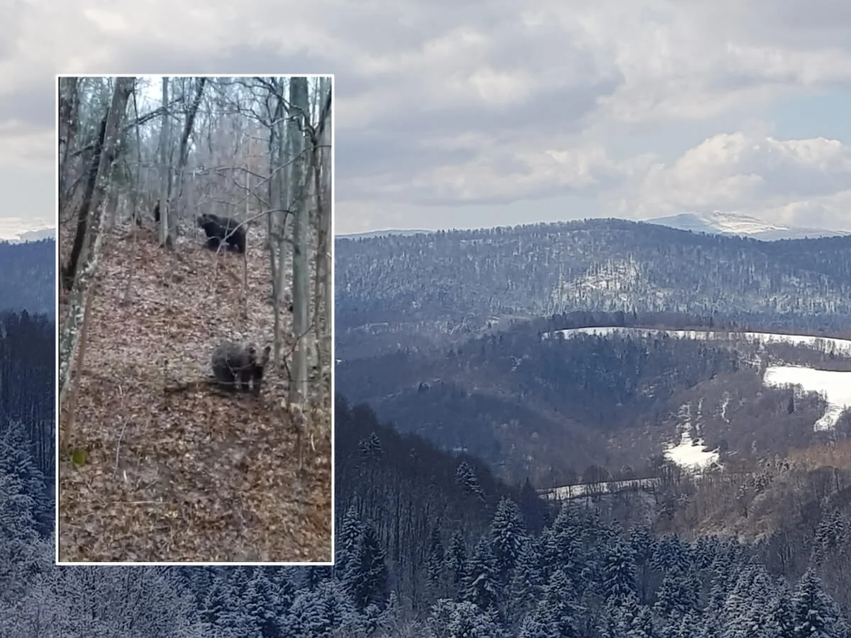 Niedźwiedzie w Bieszczadach nie śpią. Leśnicy uchwycili je niedaleko Rajskiego - Zdjęcie główne