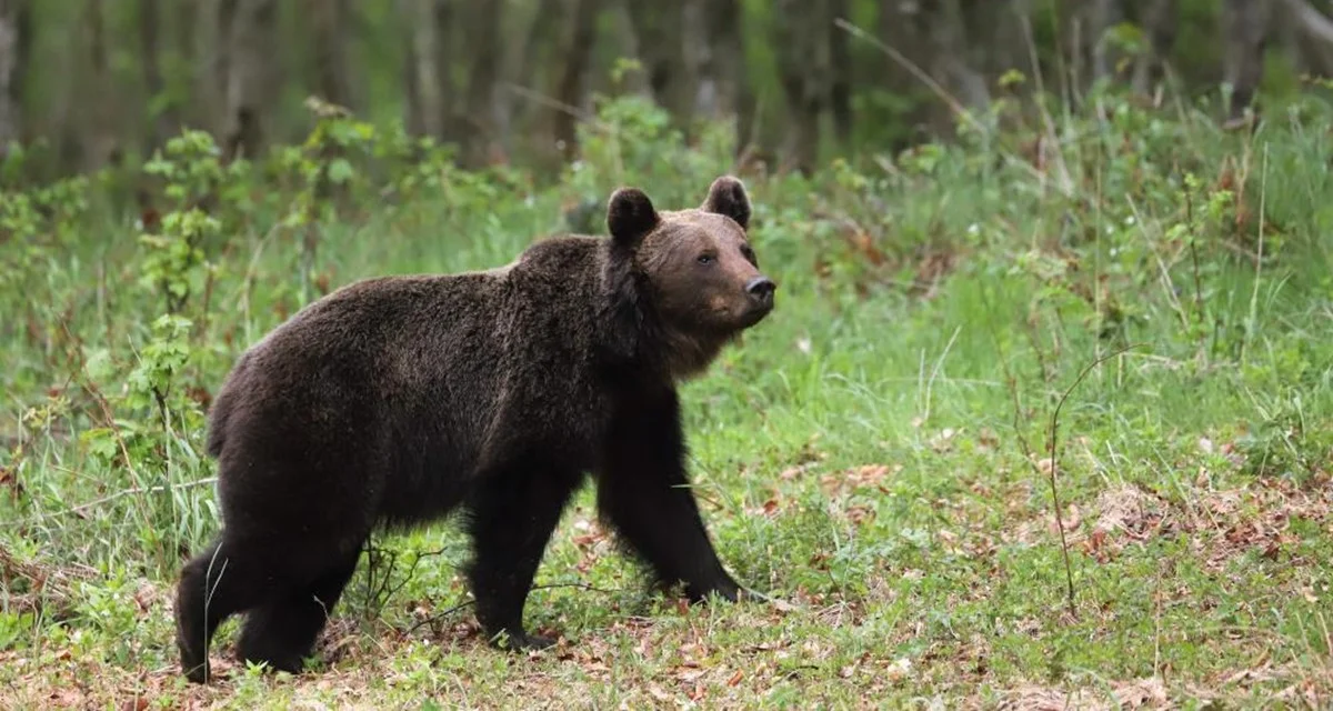 "W rezerwacie Sine Wiry przebywa agresywny niedźwiedź". Zaniepokojeni turyści powiadomili o tym leśników - Zdjęcie główne