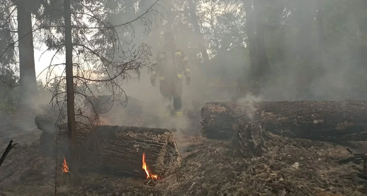 Pożar w lesie na terenie Nadleśnictwa Stuposiany. W działaniach brało udział pięć jednostek straży pożarnej - Zdjęcie główne
