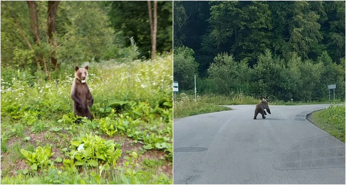 UWAGA! Młoda niedźwiedzica była widziana w okolicy Lisznej. To kolejny przypadek, kiedy zwierzę wyszło z lasu - Zdjęcie główne