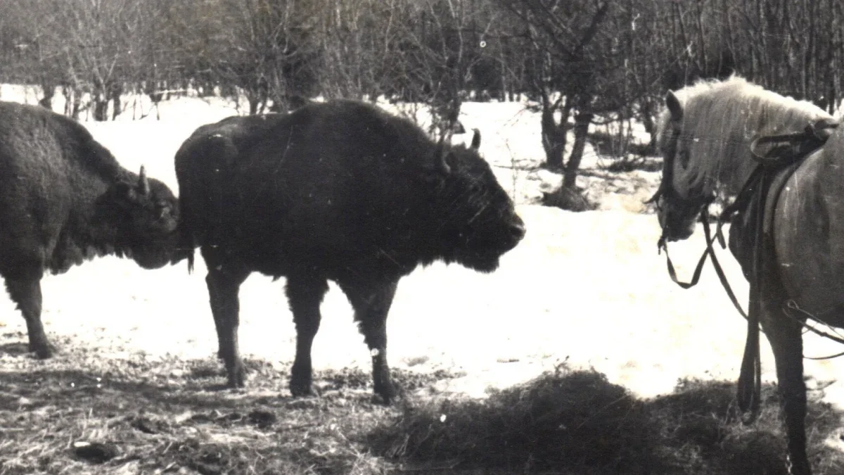 Mija 61 lat od powrotu żubra w Bieszczady. Dziś to najliczniejsze stado na świecie bytujące w górach - Zdjęcie główne