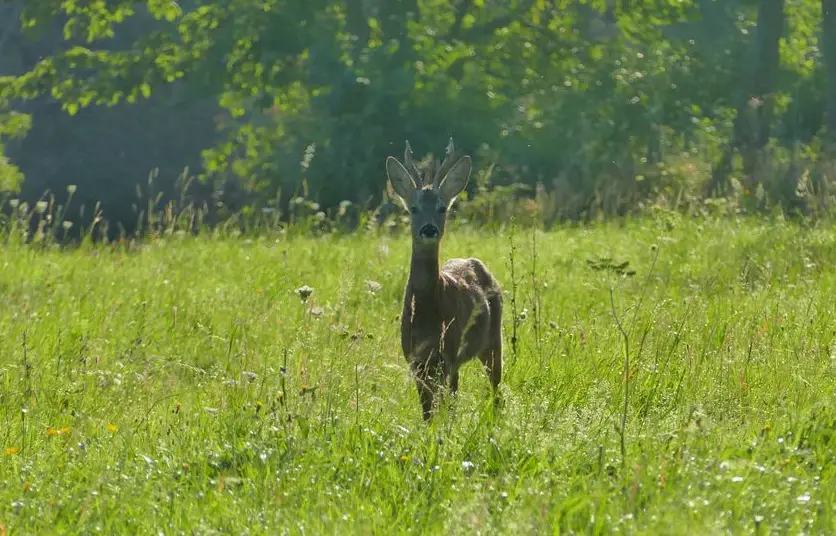 Zwierzę często spotykane w Bieszczadach-sarna europejska [FOTO] - Zdjęcie główne