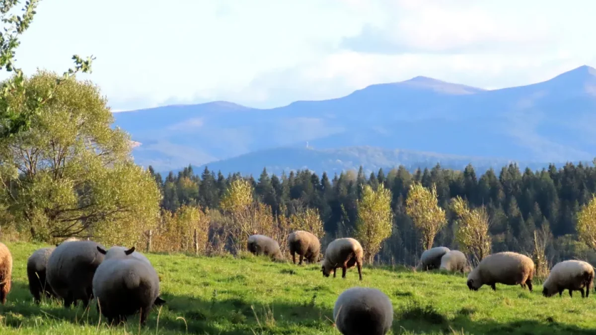 Bieszczady. Pogoda i warunki górskie na dziś. Czwartek, 12 października - Zdjęcie główne