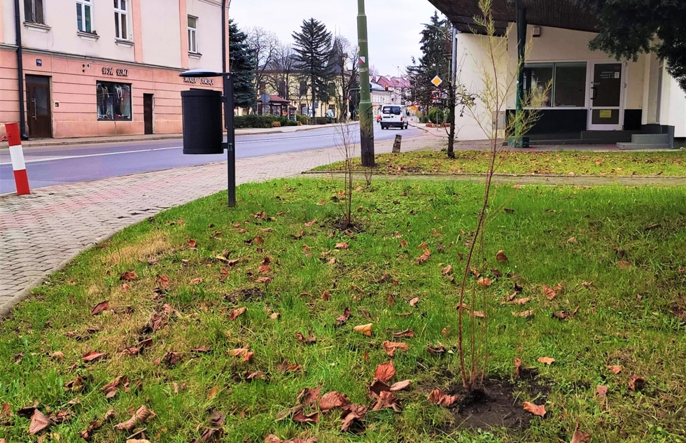 W Lesku posadzono nowe drzewa i krzewy  - Zdjęcie główne