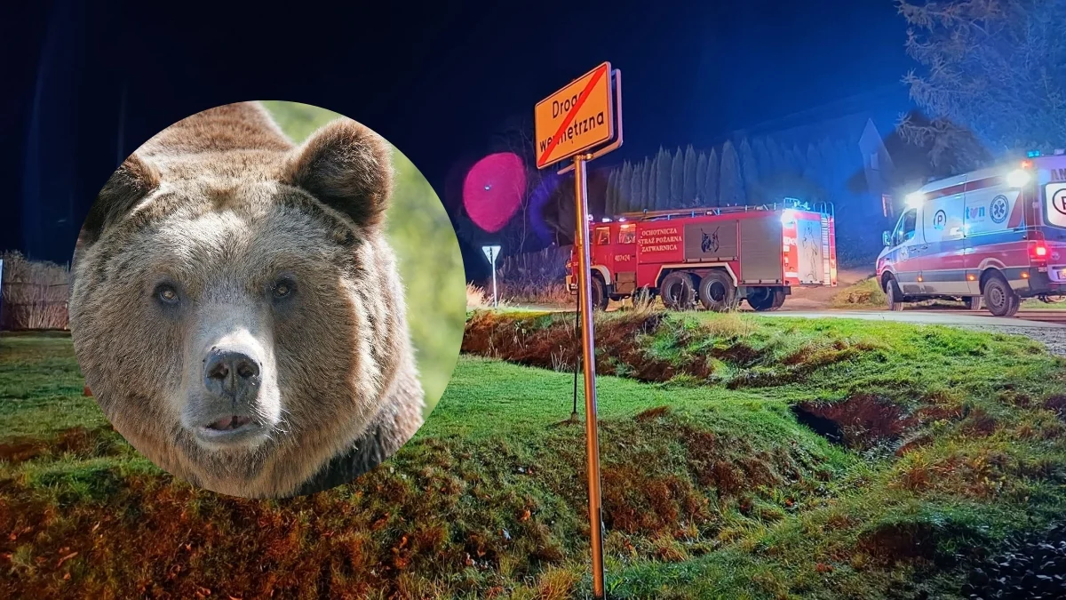 Atak niedźwiedzia w Bieszczadach. Mężczyzna z poważnymi obrażeniami trafił do szpitala. Akcja ratunkowa trwała ponad 3 godziny [WIDEO] - Zdjęcie główne