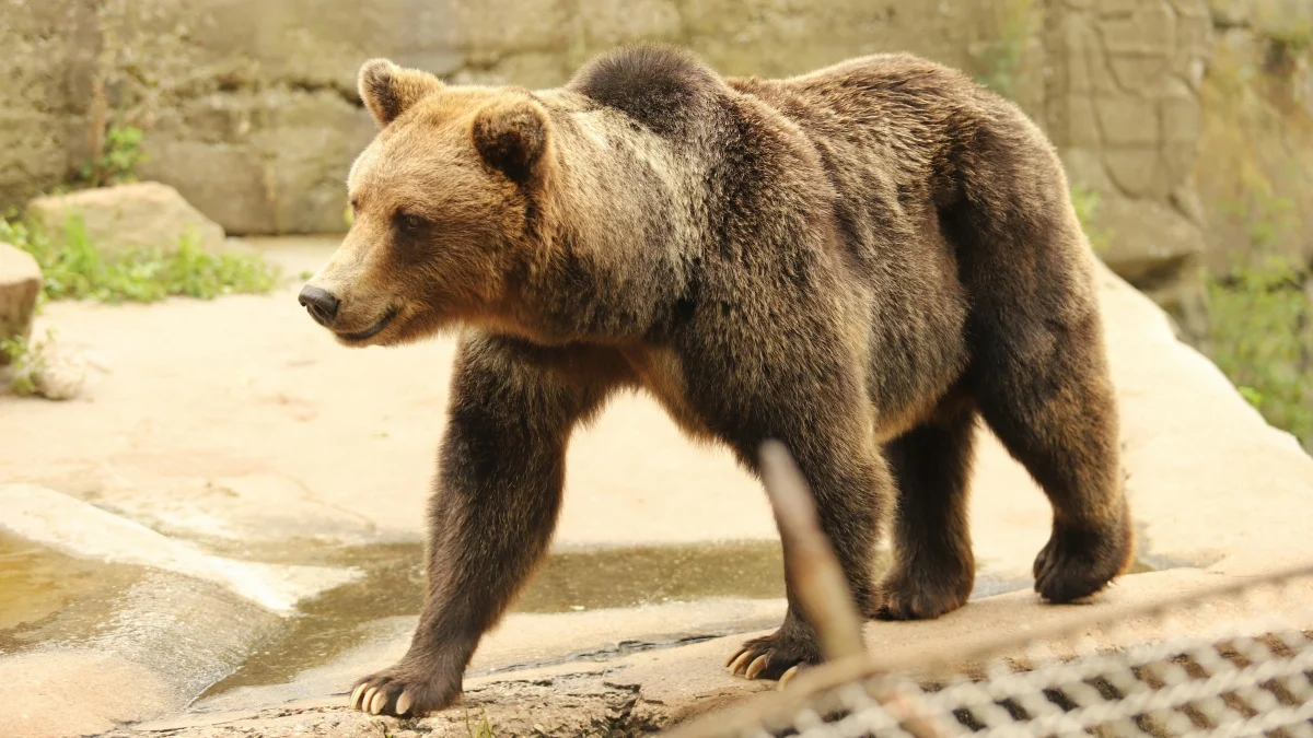 Wilki i niedźwiedzie podchodzą pod domy na terenie gminy Cisna. Można temu zapobiec - Zdjęcie główne