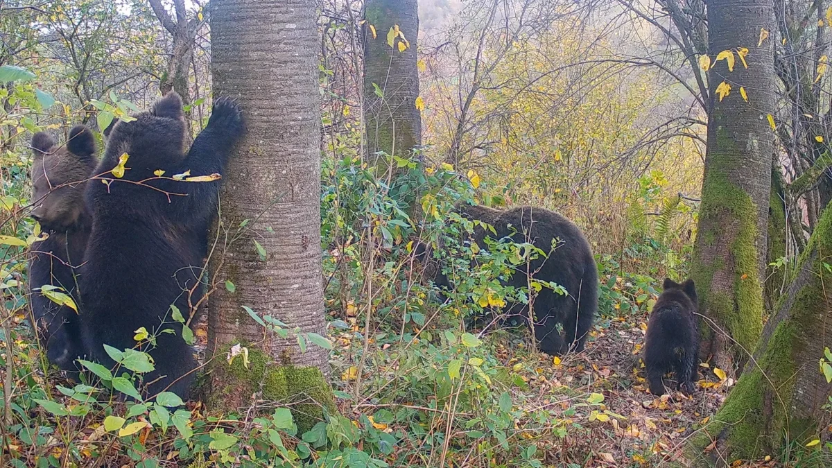 Niedźwiedzia rodzinka wybrała się na wspólny spacer w Bieszczadach  [WIDEO] - Zdjęcie główne