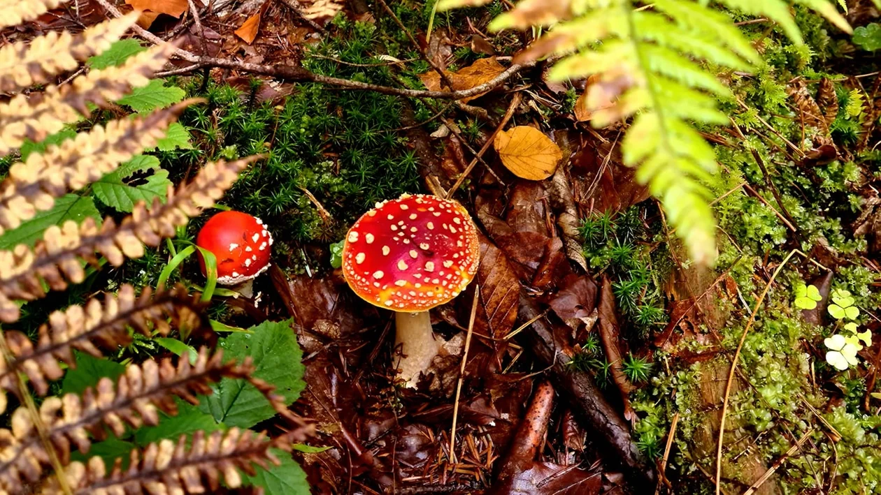 Muchomory czerwone w bieszczadzkich lasach. Widzisz je podczas zbierania grzybów? To dobry znak - Zdjęcie główne