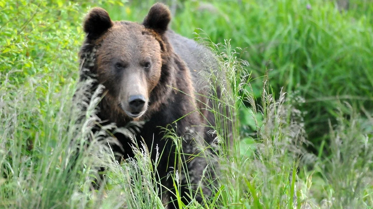 Mieszkanka Lutowisk wybrała się na grzyby i spotkała niedźwiedzia. "Nie mogę uwierzyć, że wydarzyło się to naprawdę" - Zdjęcie główne
