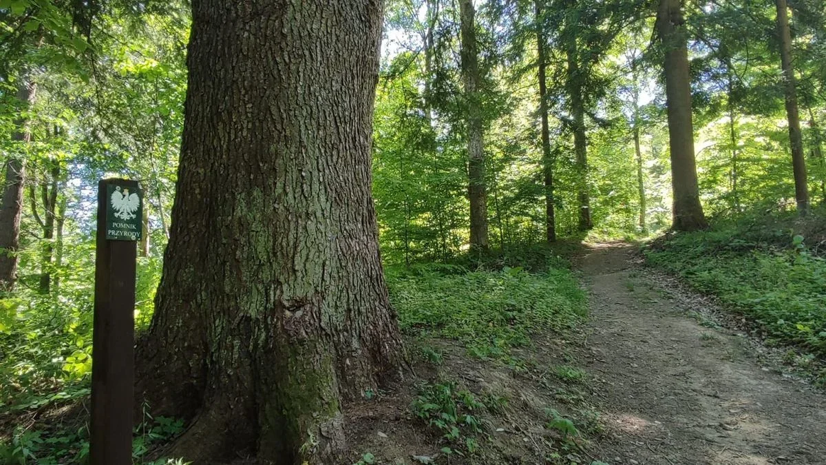 Bieszczady mają kolejny pomnik przyrody. To „strażnik” pamięci o wydarzeniach z przeszłości - Zdjęcie główne