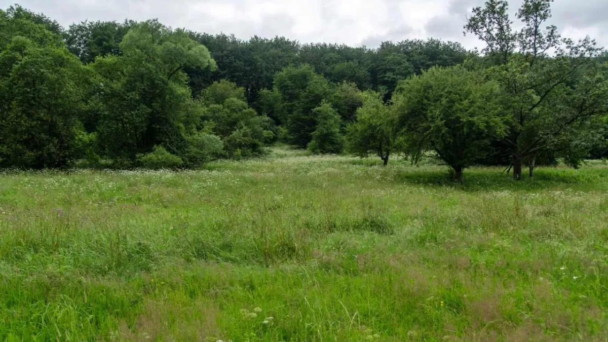 Nie tylko połoniny. Bereźnica Niżna - Zdjęcie główne