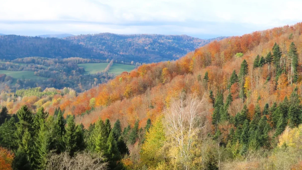 Bieszczady. Pogoda i warunki górskie na dziś. Wtorek, 31 października - Zdjęcie główne