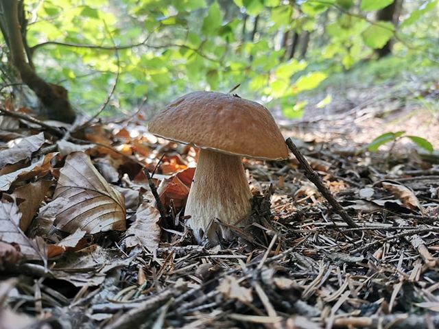 Zaczęło się! Prawdziwki, kozaki i inne grzyby obrodziły w Bieszczadach! - Zdjęcie główne