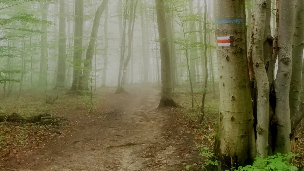 Bieszczady. Pogoda i warunki górskie na dziś. Piątek, 01 września - Zdjęcie główne