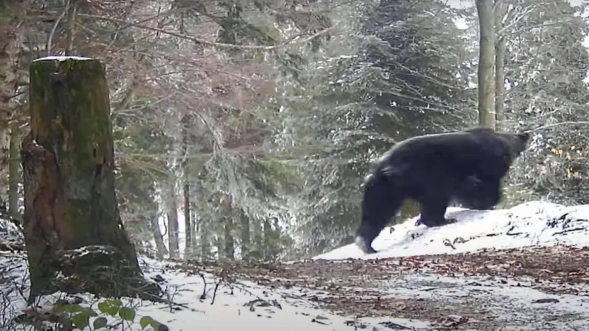 Bieszczady. Niedźwiedź przebiegł przed samochodem podleśniczego. Nagranie z tego momentu można obejrzeć w internecie [WIDEO] - Zdjęcie główne