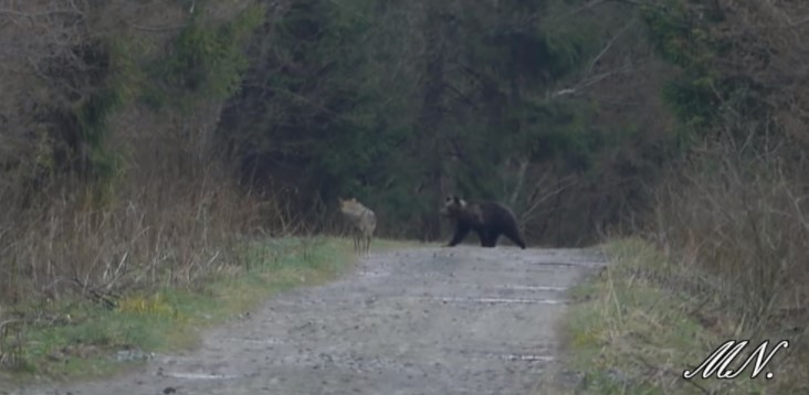 Wilk spotyka niedźwiedzia w Bieszczadach - Zdjęcie główne