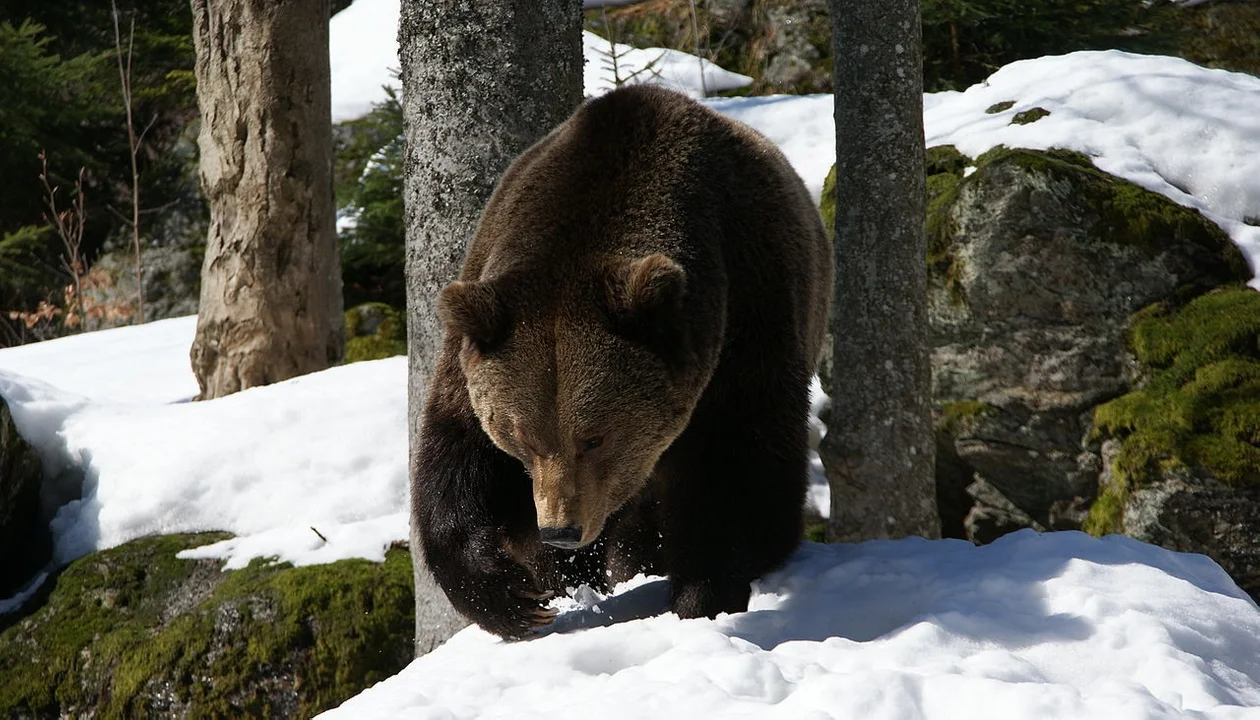 Atak niedźwiedzia w Bieszczadach. W zdarzeniu poszkodowana została kobieta! - Zdjęcie główne