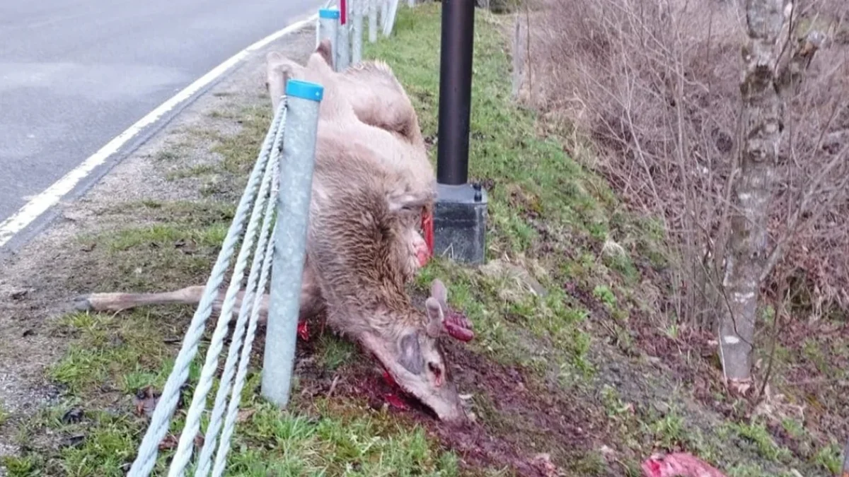 Kolejny atak wilków w Bieszczadach. Zwierzęta zagryzły jelenia w centrum wsi - Zdjęcie główne