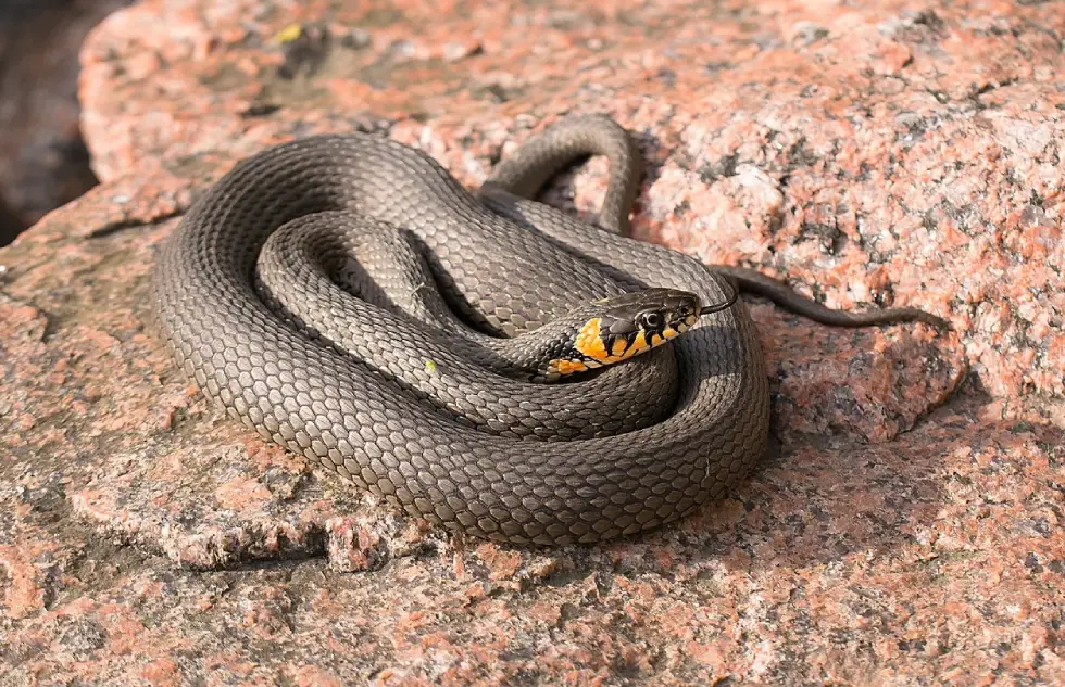 Gatunki węży występujących w Bieszczadach - Zdjęcie główne