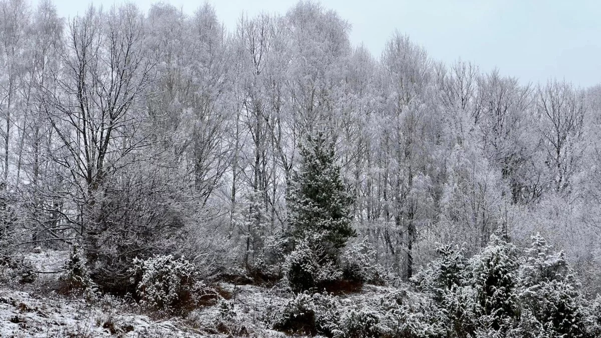 Bieszczady. Pogoda i warunki górskie na dziś. Sobota 07 grudnia - Zdjęcie główne