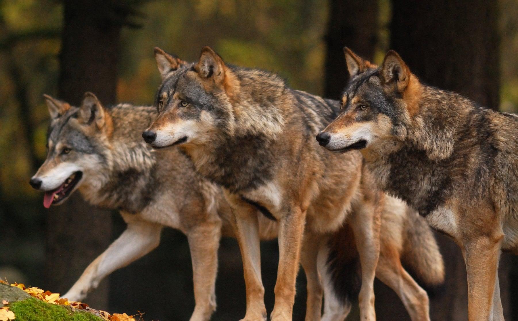 Płoszenie wilków w gminie Tyrawa Wołoska - Zdjęcie główne